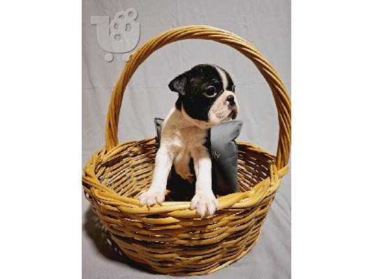 Κουτάβια Boston Terrier της σειράς πρωταθλητών